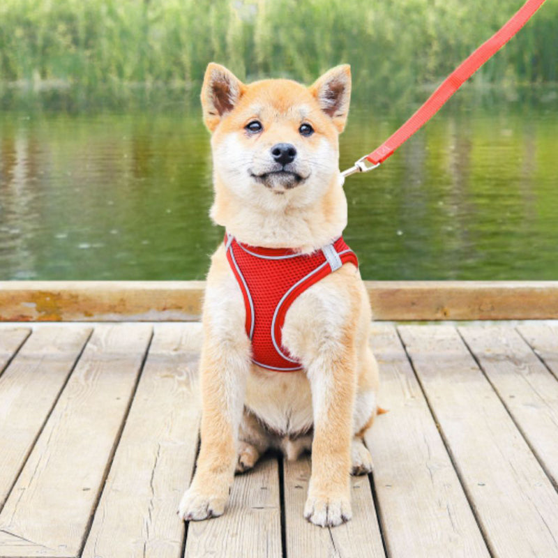 BowLift | Pet Chest Harness