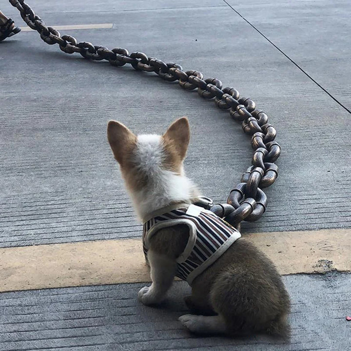 BowLift | Funny Large Dog Collar