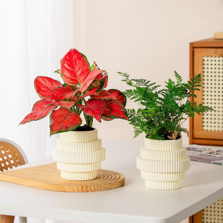 BowLift | Self-Watering Hydroponic Plant Pot – Modern Office Decor