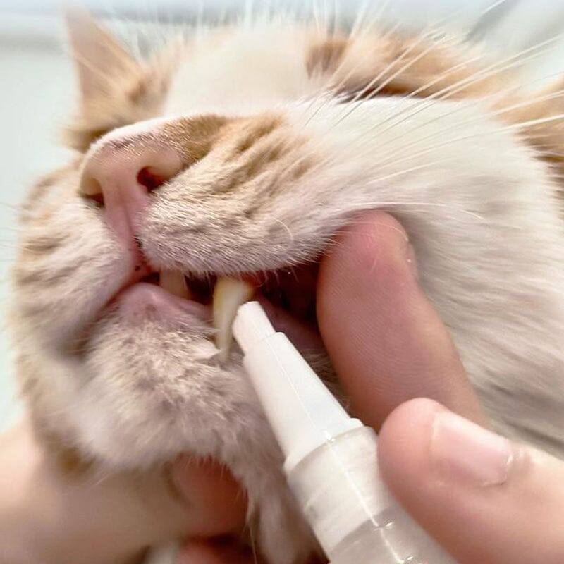 BowLift | New Improved Pet Toothbrush Pen