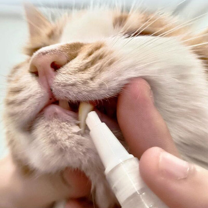 BowLift | New Improved Pet Toothbrush Pen