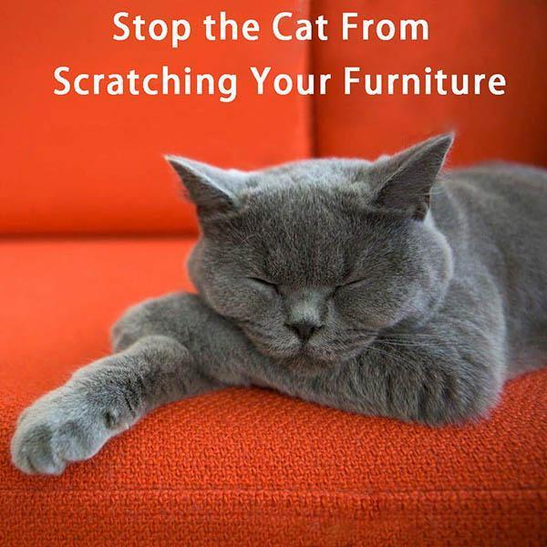 BowLift | Anti-cat Scratching Sofa Protector (2pcs with 10 pins)