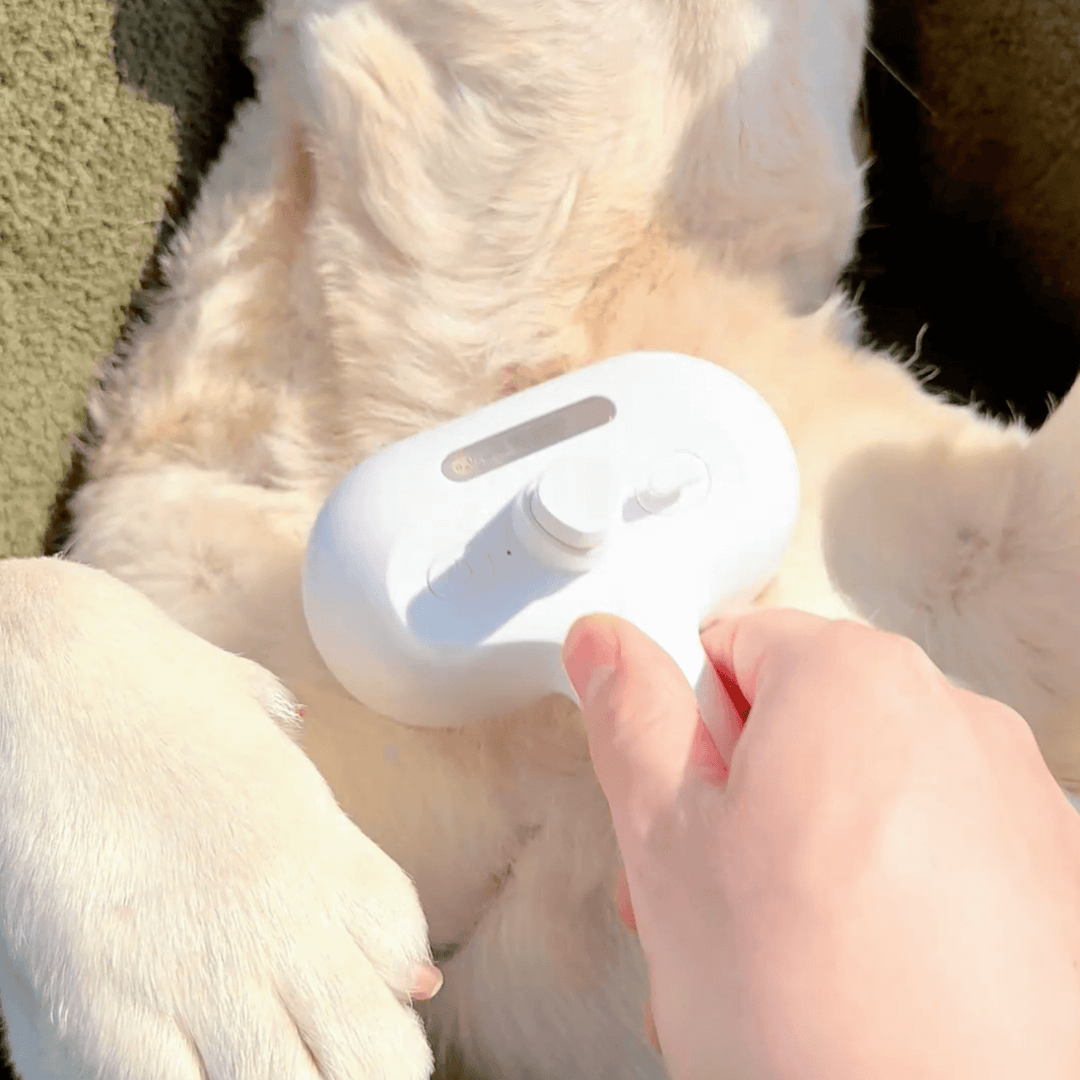 BowLift | DampfVacht Steam Brush – Gentle Care for Every Dog Coat