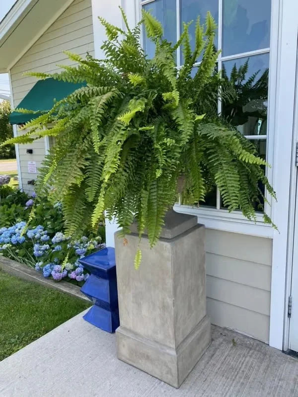 BowLift | Lifelike Greenery Decor Fern