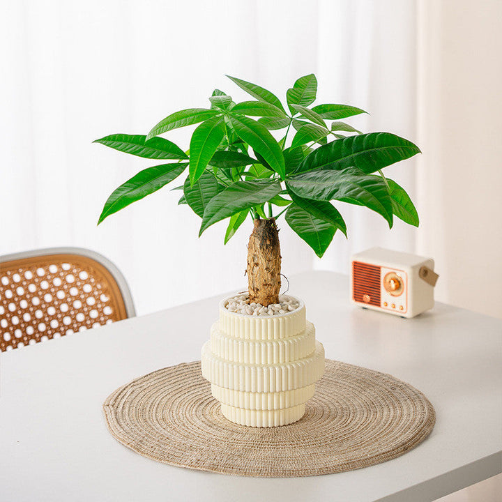 BowLift | Self-Watering Hydroponic Plant Pot – Modern Office Decor