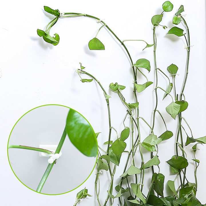 BowLift | Climbing Wall Mounting Clips – Practical Plant Holders for Wall Decoration