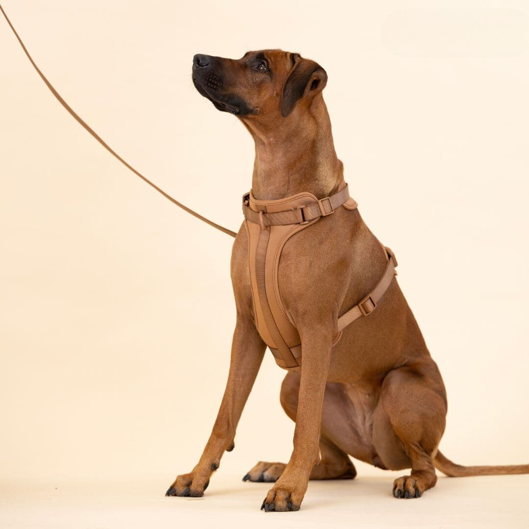 BowLift | ComfyPaws Dog Harness Walking Set with Leash and Poop Bag Holder