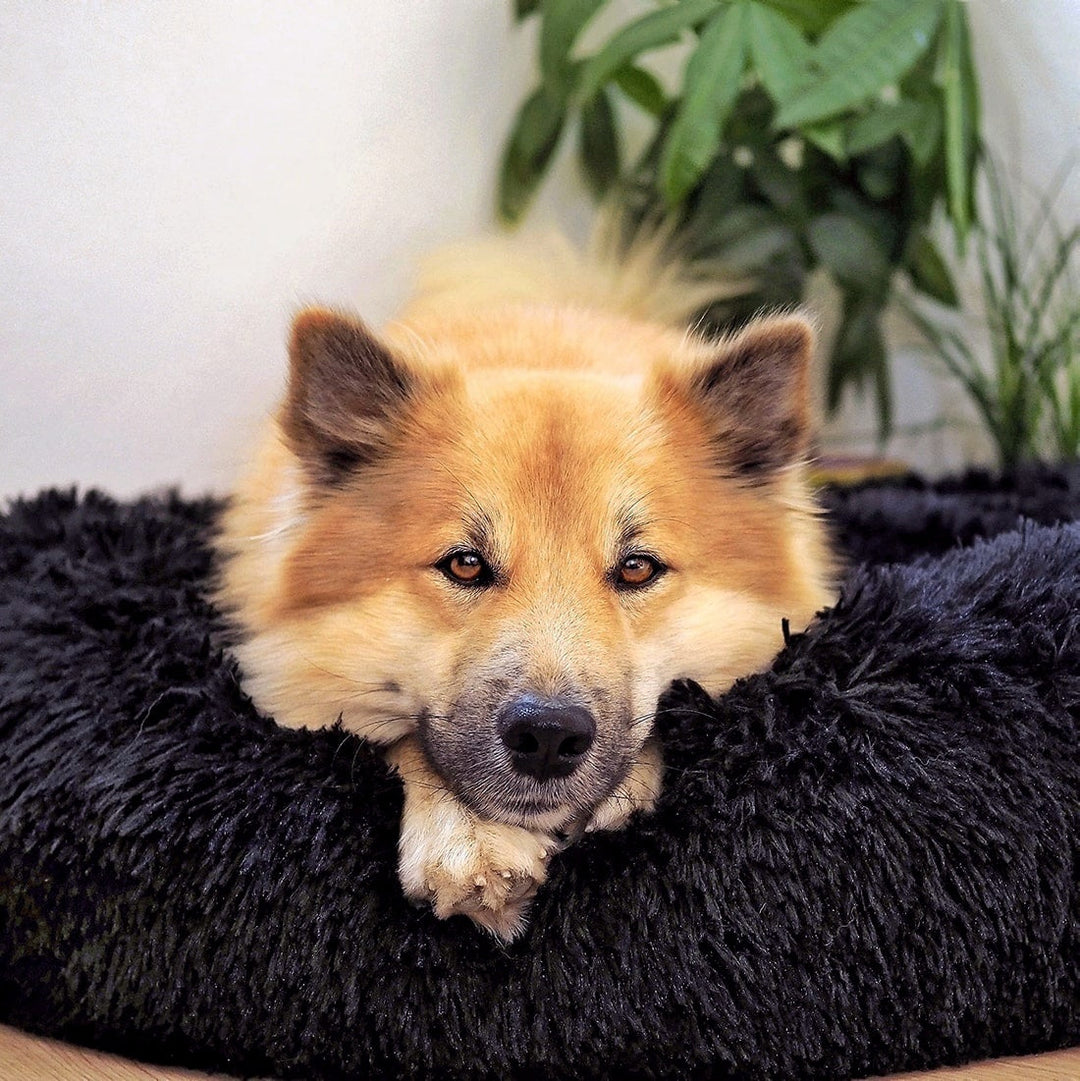 BowLift | FluffyNest Comfort Dog Bed – Orthopedic Plush Sleeping Cushion for Dogs