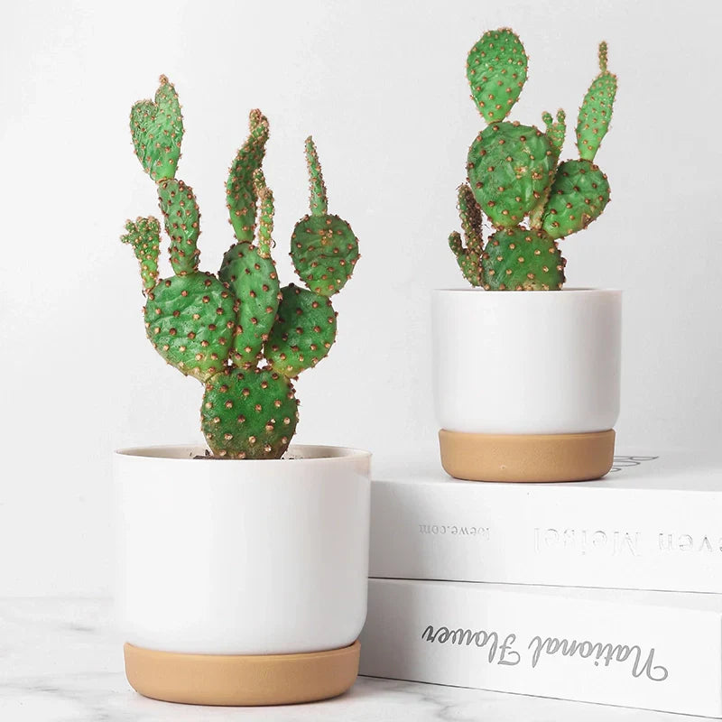 BowLift | Double-Layer Self-Watering Succulent Plant Pot for Home Decor