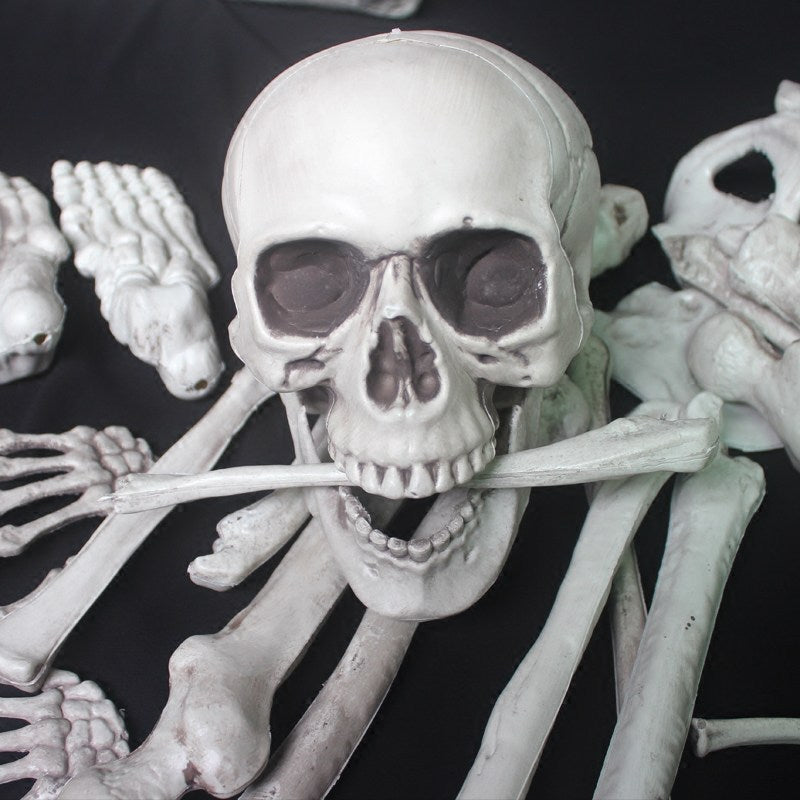 Anatomical Skeleton Model
