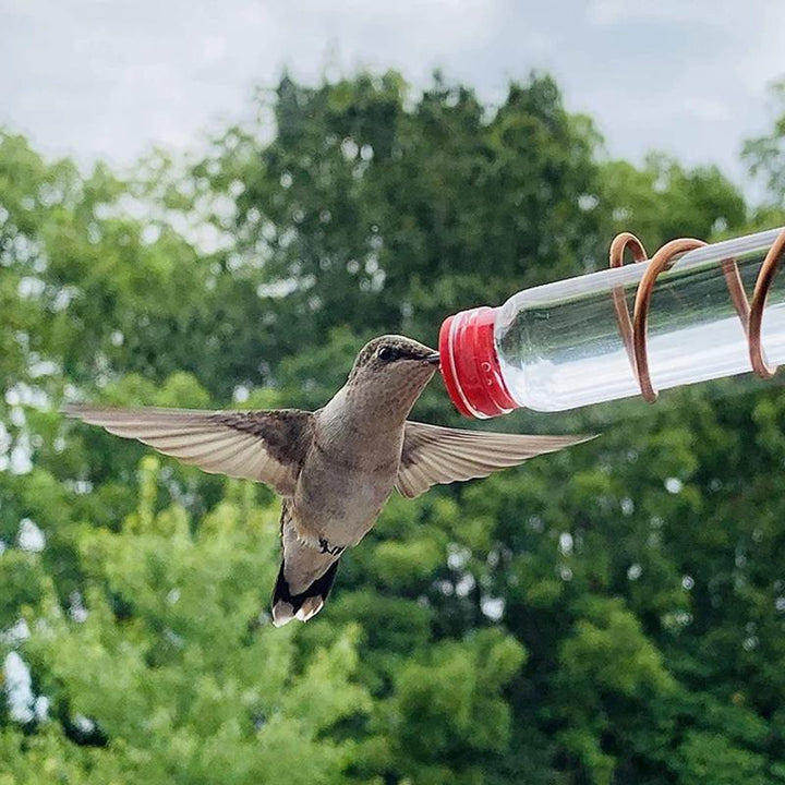 BowLift | Window Hummingbird Feeder