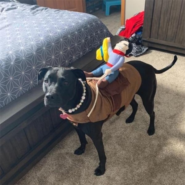 BowLift | The Cowboy Rider Dog Costume