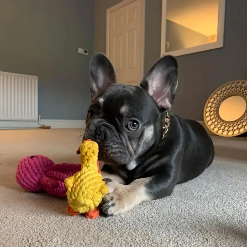 DuckTug • Dog Chew Toy