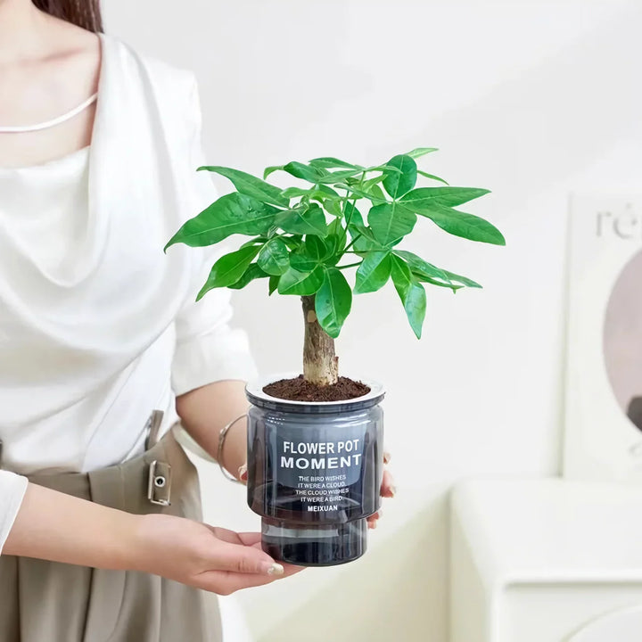BowLift | Self-Watering Transparent Succulent Planter