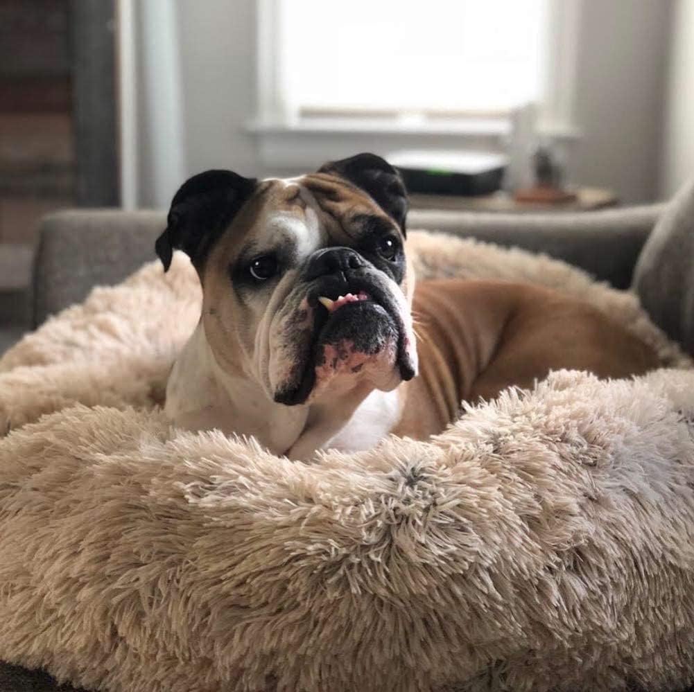 BowLift | Orthopedic Plush Donut Dog Bed