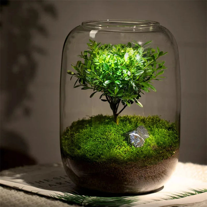 BowLift | Micro Landscape Glass Vase | Clear Terrarium Planter for Succulents & Home Decor