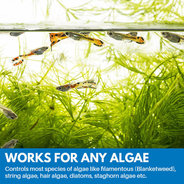 BowLift | Aquarium Cleaning Powder
