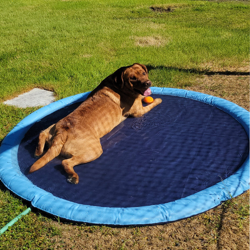 BowLift | Dog Sprinkler Pool 59''x59''