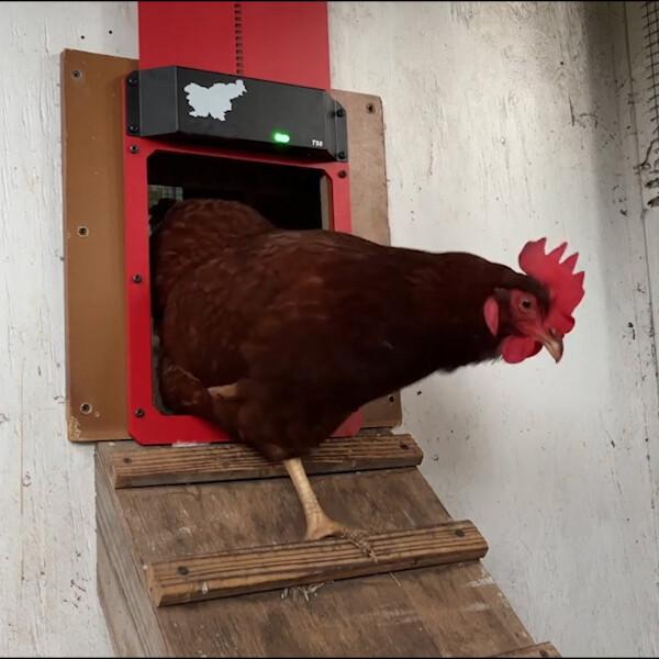 BowLift | Poultry Farm Automatic Chicken House Door