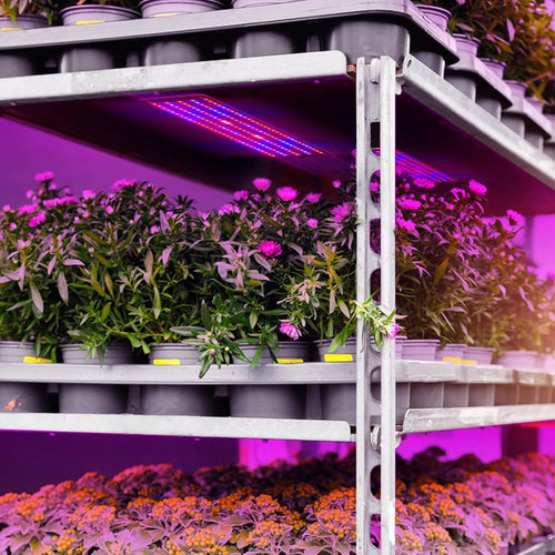 BowLift | LED Quantum Plant Light Panel for Growth and Color Promotion – With Adjustable Light Mode