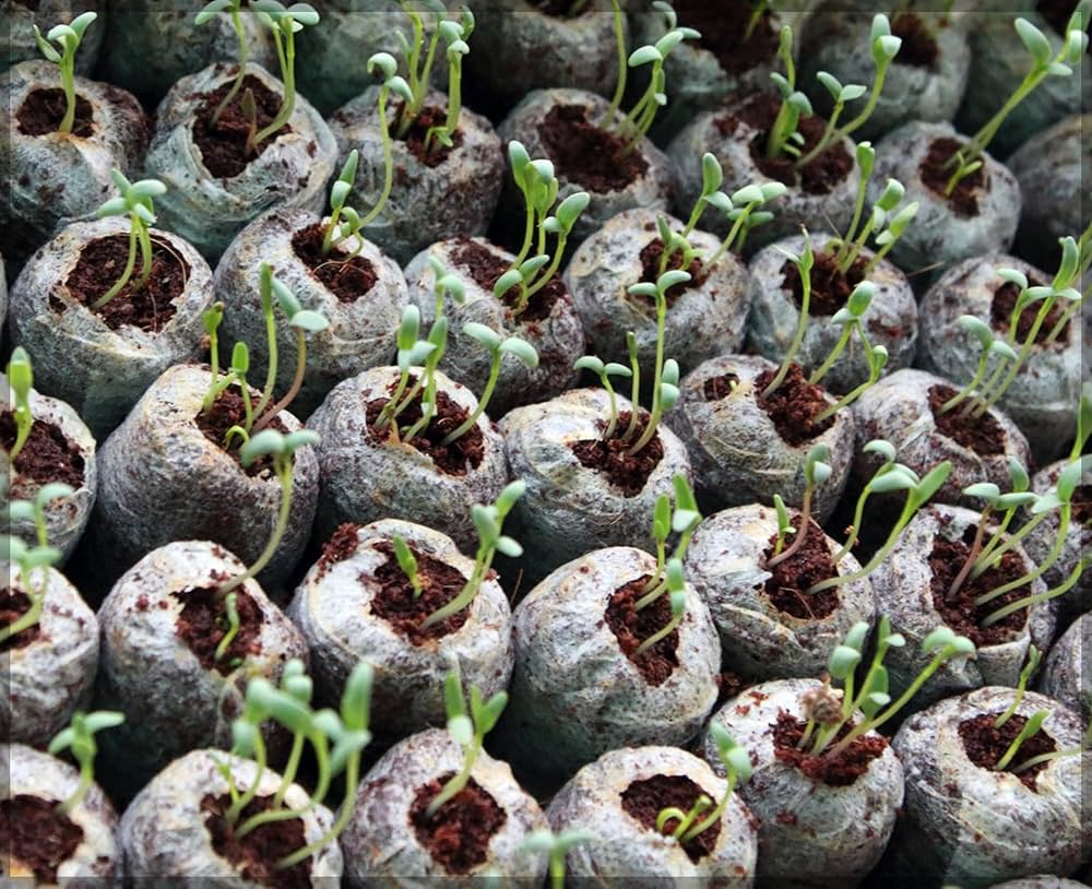 BowLift | Coconut Fiber Peat Seedling Pellets – Starter for Seed Planting