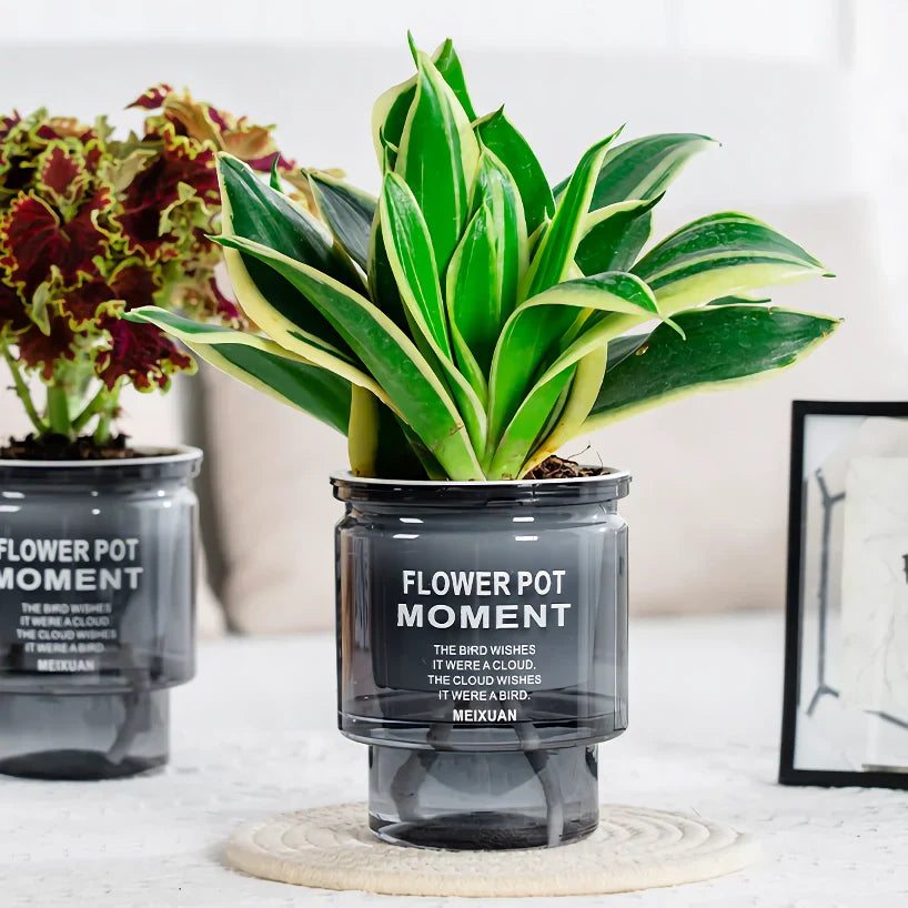 BowLift | Self-Watering Transparent Succulent Planter