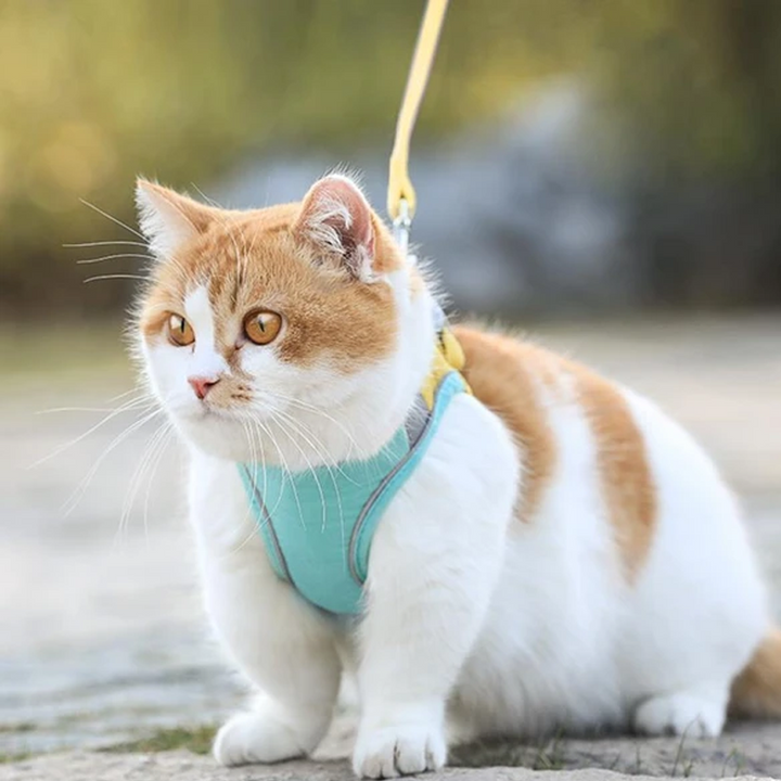 BowLift | Cat Vest Harness and Leash Set