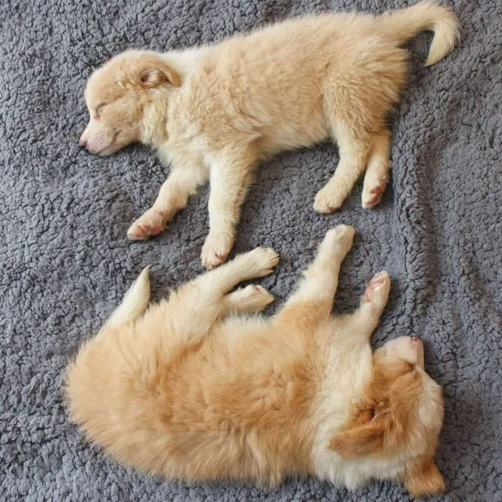 BowLift | FLOOPIE - Premium Pet Fleece Blanket