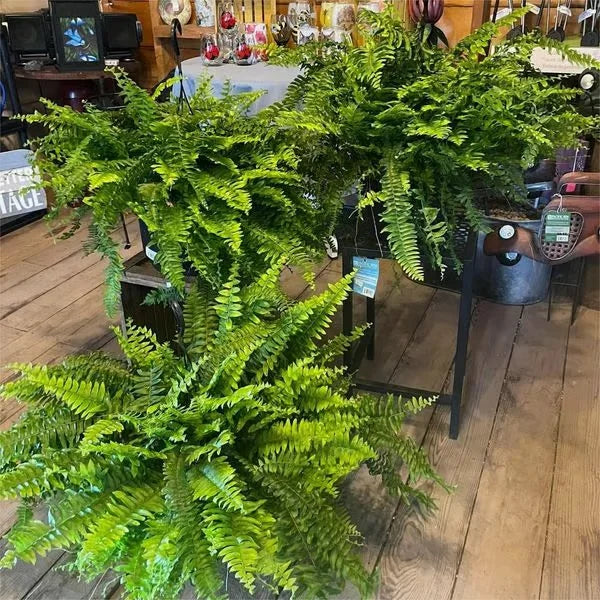 BowLift | Lifelike Greenery Decor Fern