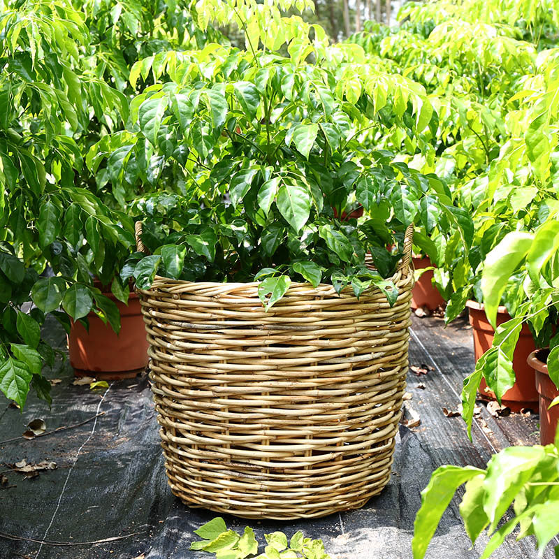 Handwoven Storage Basket with Soft Carry Handles
