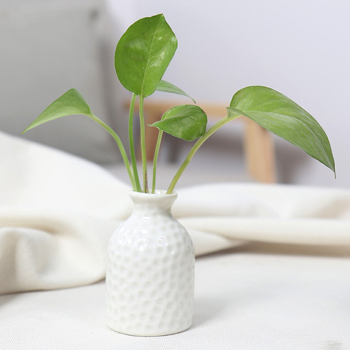 Textured Ceramic Plant Holder Bowlift