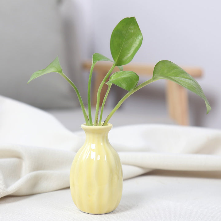 Artistic Ceramic Miniature Vases Bowlift