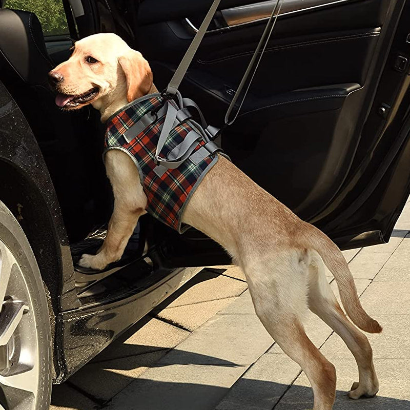 BowLift | Orthopedic Strap for Hind Legs