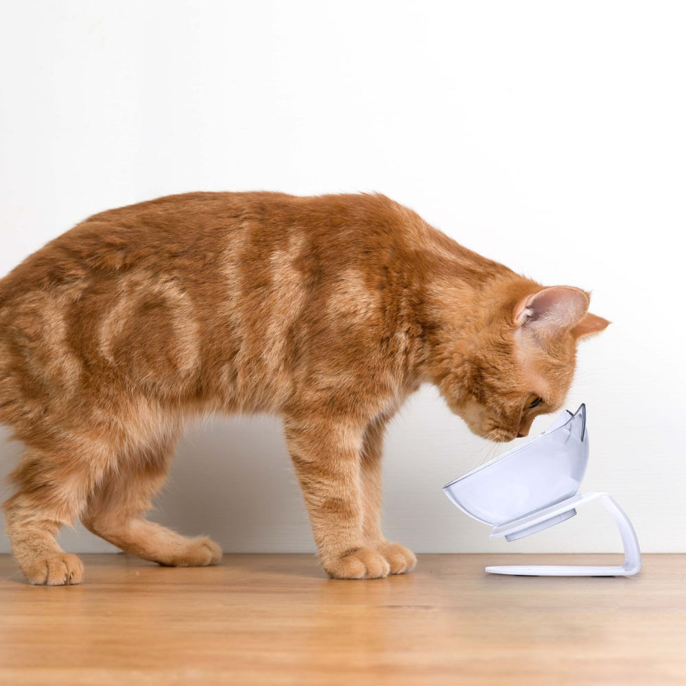 Whisker-Friendly •  Raised Cat Bowl