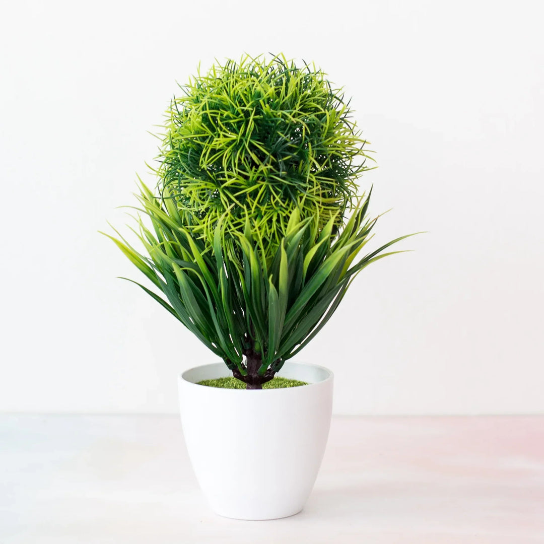 BowLift | Small Tree Pot Bonsai Plants