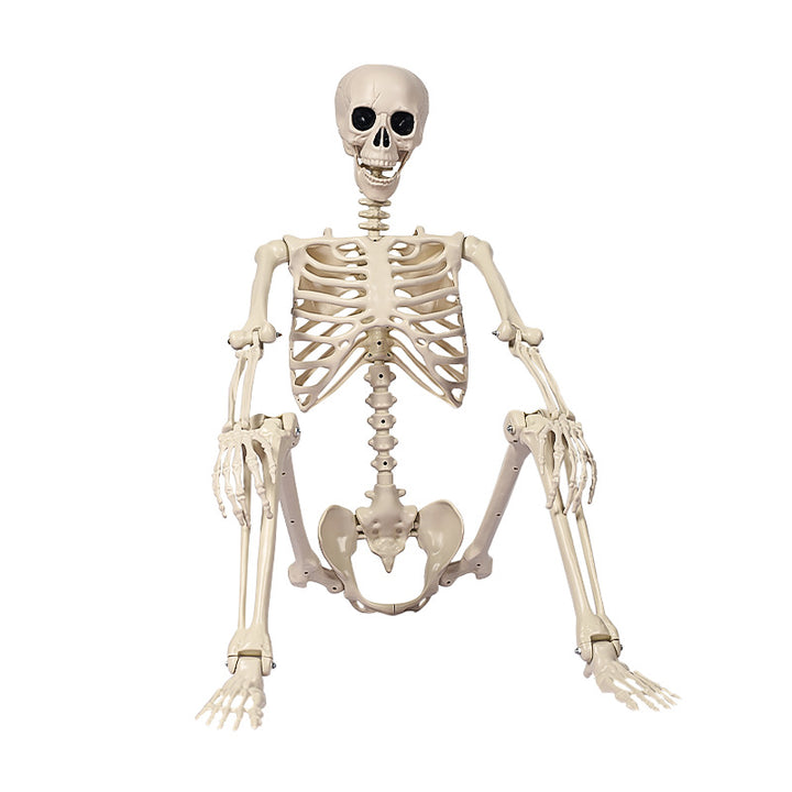 Realistic Sitting Skeleton Prop Bowlift