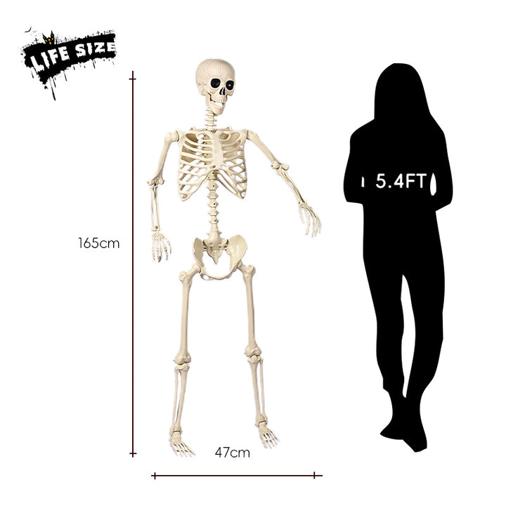Realistic Sitting Skeleton Prop Bowlift