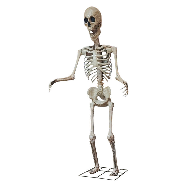 Life-Size Anatomical Skeleton Prop Bowlift