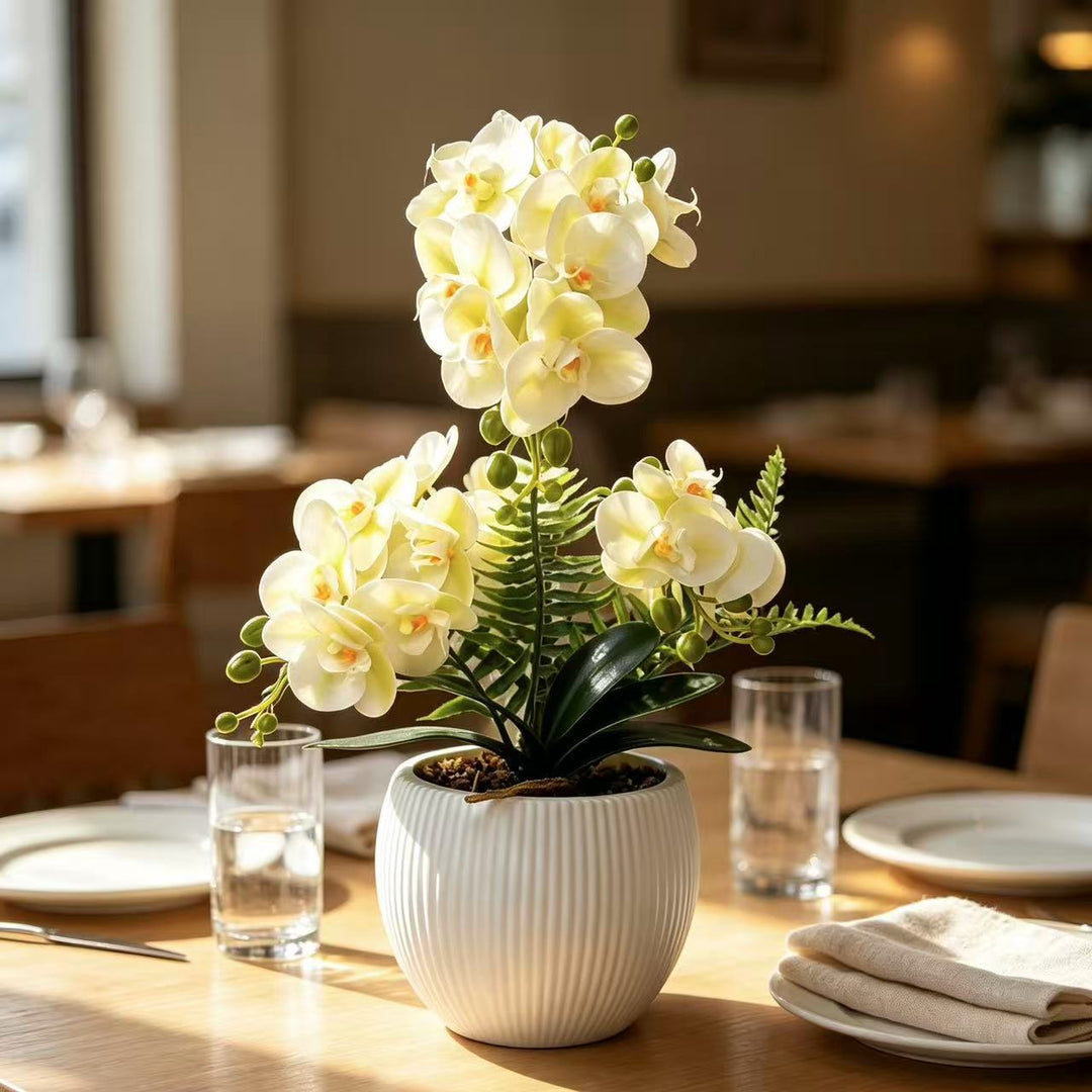 Decorative Orchid Plant for Decorative Home Display