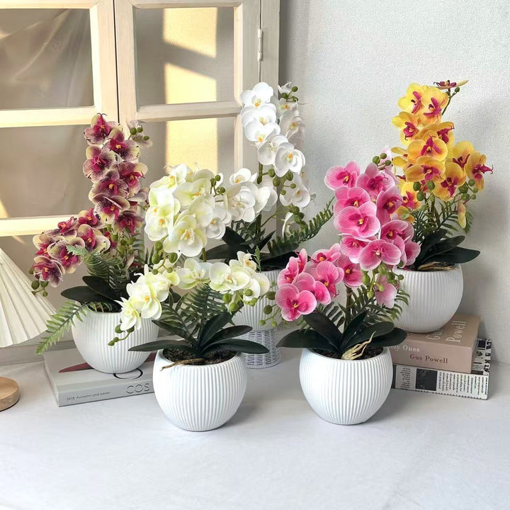 Decorative Orchid Plant for Decorative Home Display