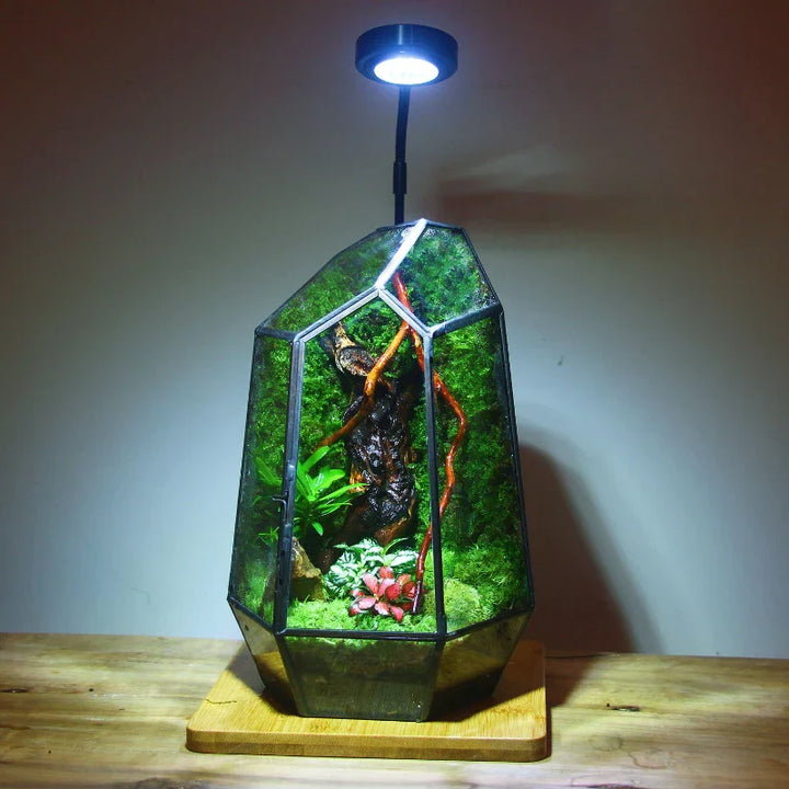 BowLift | Modern Geometric Nature-Inspired Botanical Terrarium