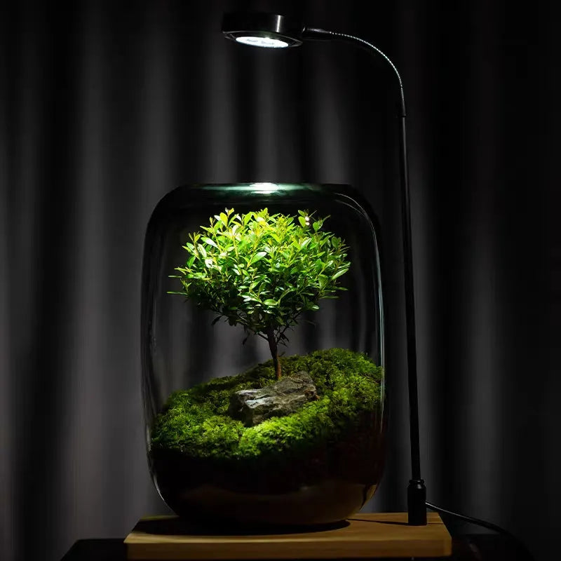 BowLift | Micro Landscape Glass Vase | Clear Terrarium Planter for Succulents & Home Decor