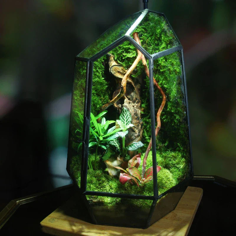 BowLift | Modern Geometric Nature-Inspired Botanical Terrarium