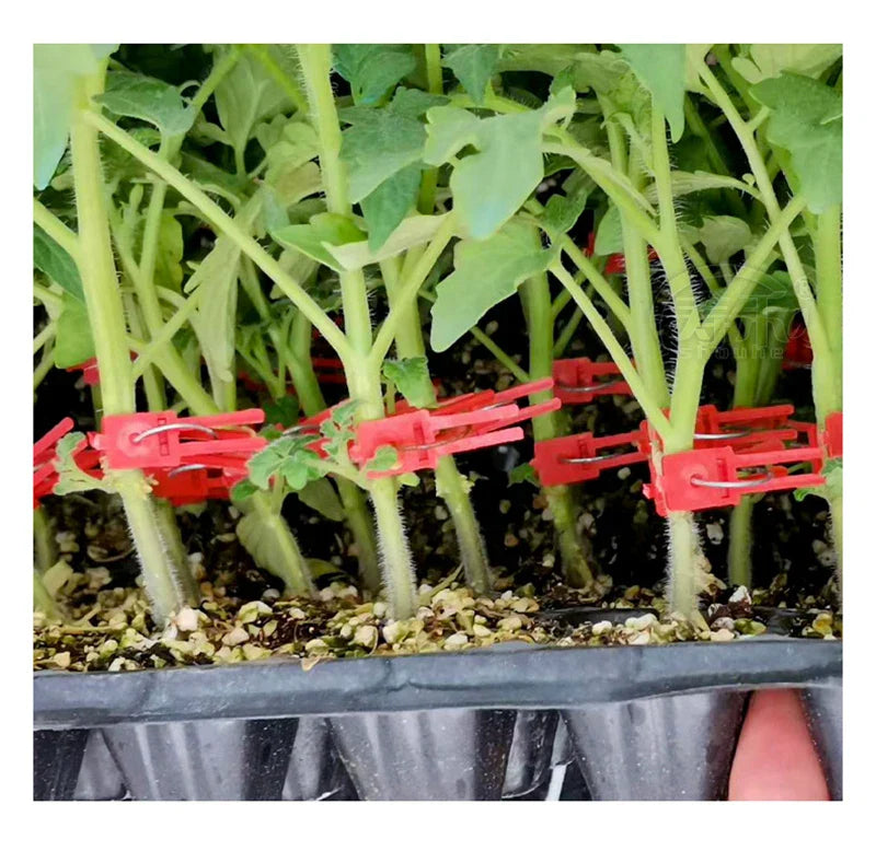 BowLift | Plastic Refinement Clips for Garden Plants – Ideal for Vegetables and Plant Care