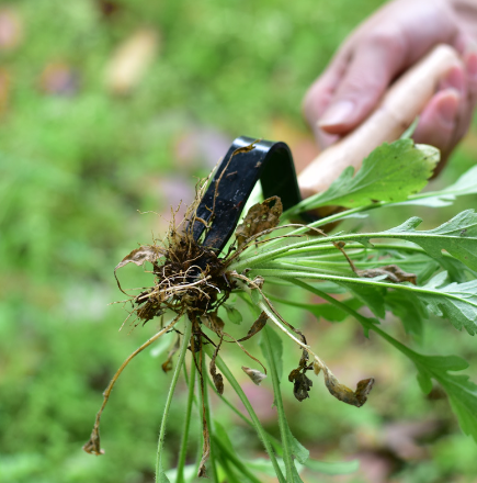 BowLift | WeedSlayer™ Effortless Garden Maintenance