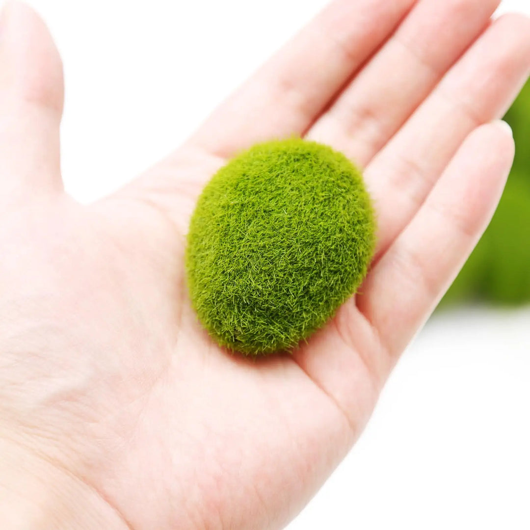 BowLift | MossAura Floravio | Decorative Moss Stones | Easy Care & Versatile | For Creative Projects