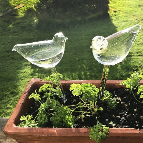 BowLift | Self-watering Plant Glass Bulb
