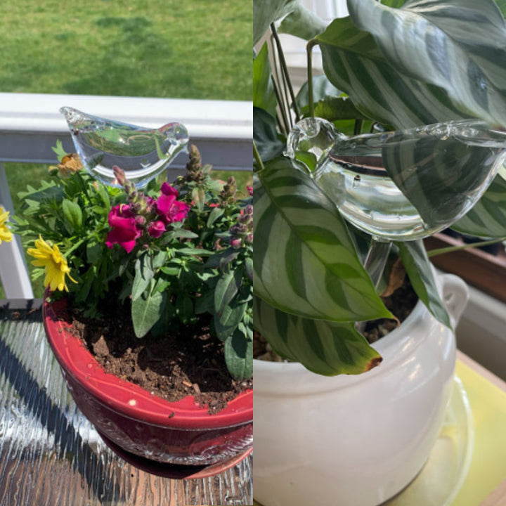 BowLift | Self-watering Plant Glass Bulb