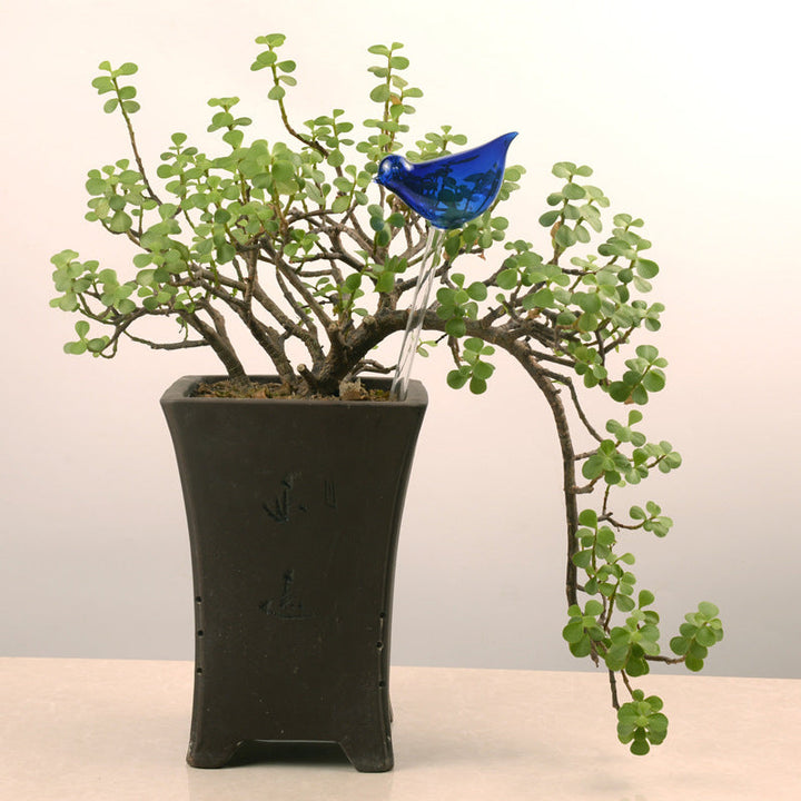 BowLift | Self-watering Plant Glass Bulb