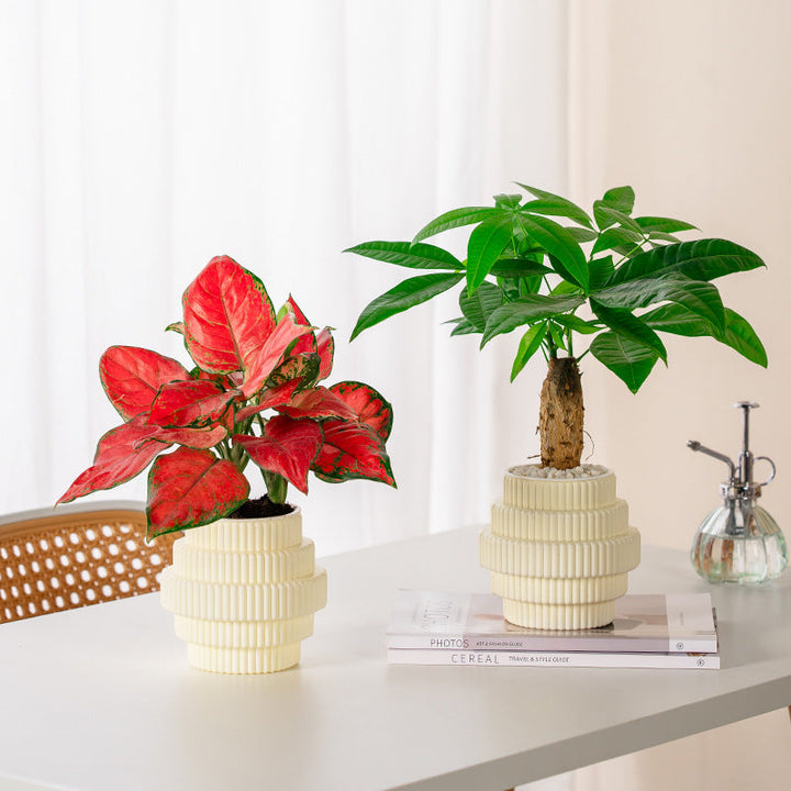 BowLift | Self-Watering Hydroponic Plant Pot – Modern Office Decor